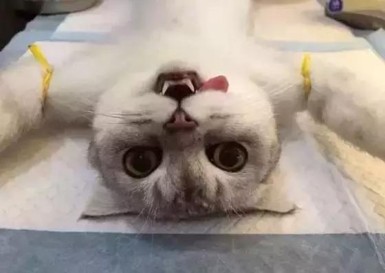 絕育